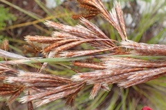Thamnochortus cinereus