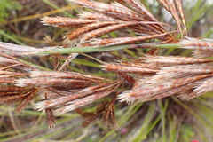 Thamnochortus cinereus