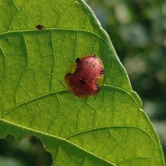 Laccoptera nepalensis