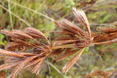 Thamnochortus cinereus