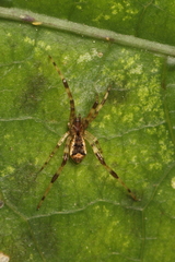 Episinus antipodianus