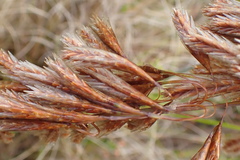 Thamnochortus cinereus