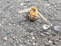 Apis mellifera