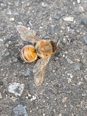Apis mellifera