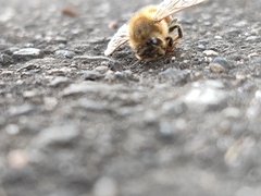 Apis mellifera
