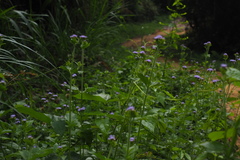 Praxelis clematidea