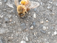 Apis mellifera