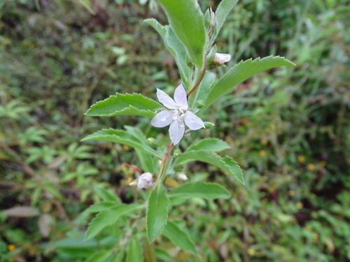 Image of Capraria mexicana by (c) Alexis López Hernández, some rights reserved (CC BY)