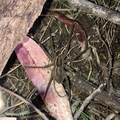 Dolomedes instabilis