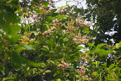 Wisteriopsis reticulata