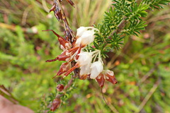 Erica intermedia albiflora