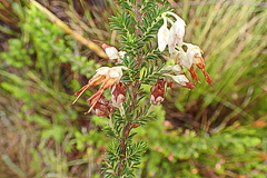 Erica intermedia albiflora