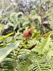 Abisara echerius