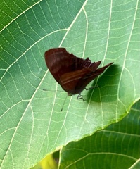 Abisara echerius
