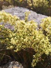 Erica lutea