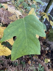 Liriodendron