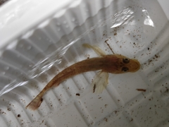 Rhinogobius nagoyae