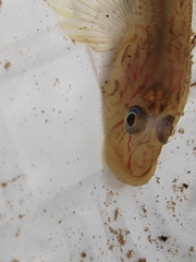 Rhinogobius nagoyae