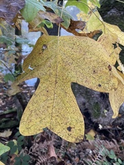 Liriodendron