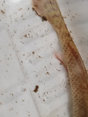 Rhinogobius nagoyae