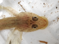 Rhinogobius nagoyae