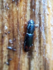 Rhizophagus bipustulatus