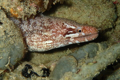 Gymnothorax zonipectis