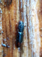 Rhizophagus bipustulatus