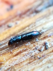 Rhizophagus bipustulatus