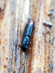 Rhizophagus bipustulatus