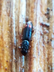 Rhizophagus bipustulatus