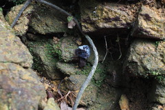 Indoporus squamulosus