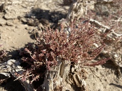 Reaumuria songarica