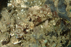 Scorpaenidae