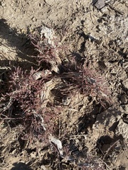 Reaumuria songarica