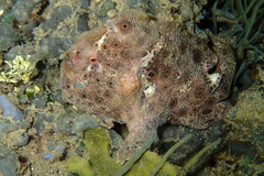 Antennarius pictus
