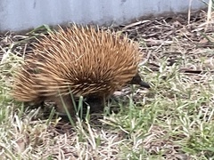 Tachyglossus aculeatus multiaculeatus