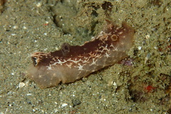 Nudibranchia