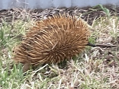 Tachyglossus aculeatus multiaculeatus