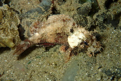 Scorpaenidae
