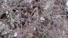 Kickxia lanigera