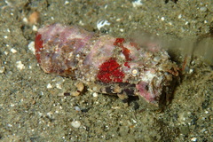Scyllarinae