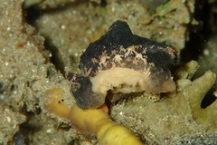 Nudibranchia