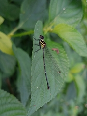 Onychargia atrocyana