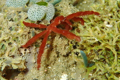 Achaeus japonicus