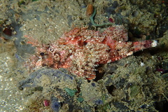 Scorpaenidae