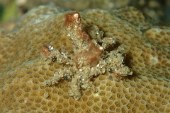 Brachyura