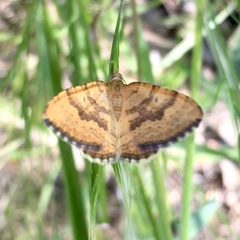 Chrysolarentia correlata