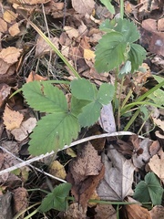 Fragaria moschata