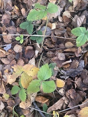 Fragaria moschata